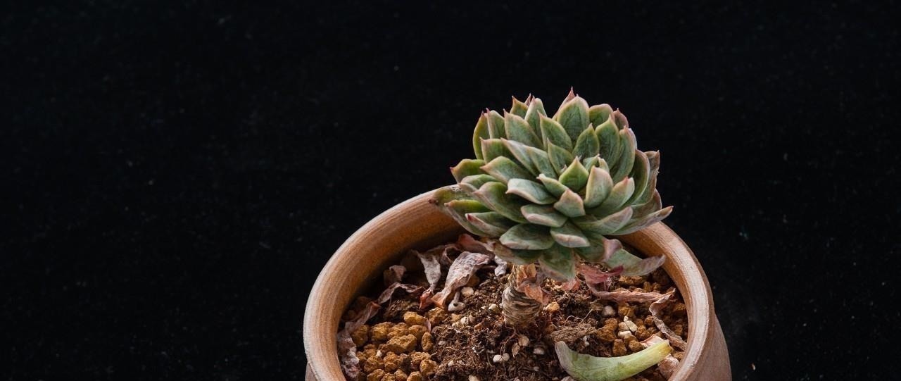 在多肉花盆上放一层石头，竟有这么大用处，涨知识了！