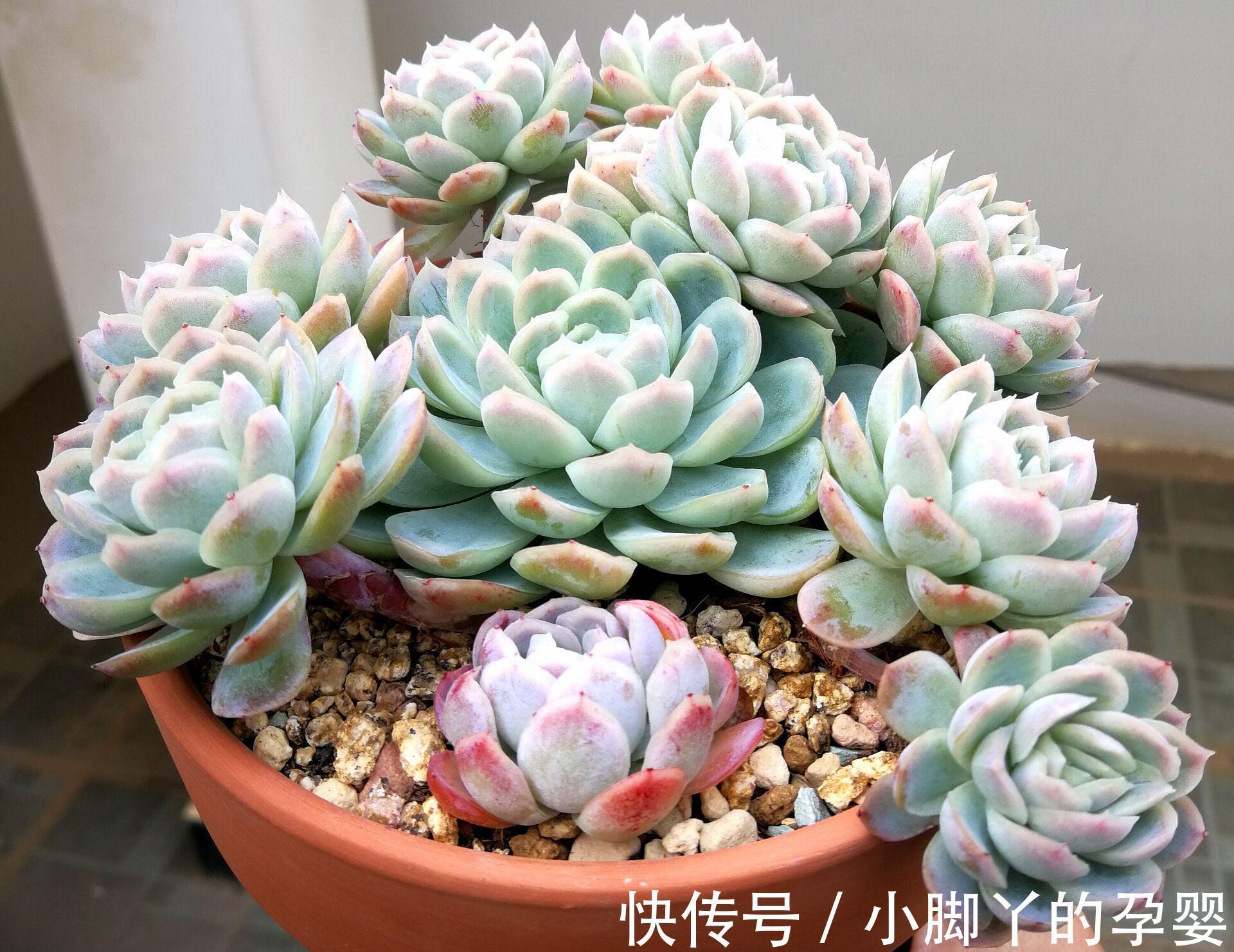 那些你可能不知道的多肉植物小秘密