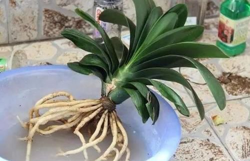 煤块|养花烂根不是大问题!土里埋点它,根须刷刷长满盆,越来越壮实