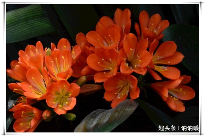 夏养君子兰，做好关键2点，不黄叶不烂根，叶子油绿，花开爆盆