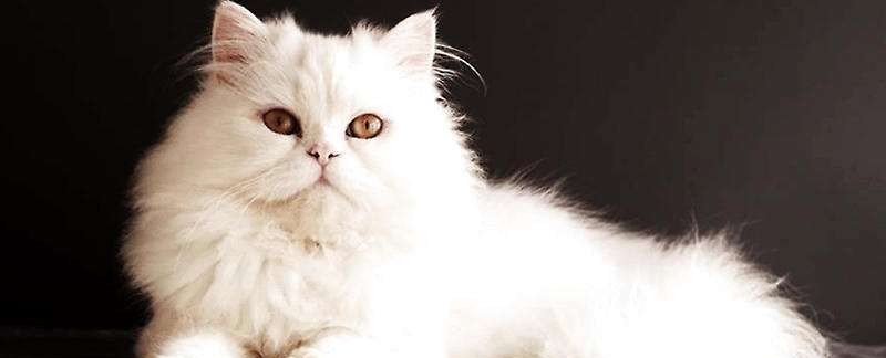 法军|漂亮波斯猫惹一大祸,经常晒太阳暴露主人的位置,被德军乱炮轰死