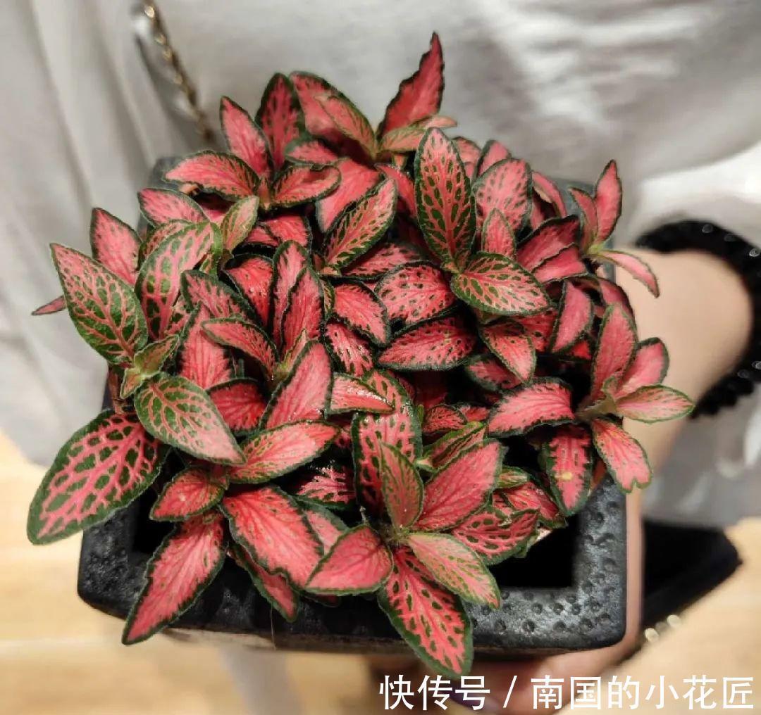 夏天怕晒的花 赶紧搬到阴凉地儿 再晒成枯杆了 粉紫色 夏天怕晒的花 赶紧搬到阴凉地儿 再晒成枯杆了 粉紫色