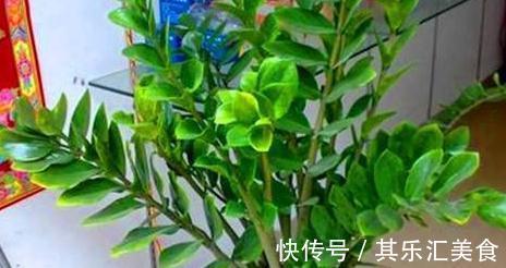 2种花初冬扦插最合适，剪个枝插盆里，来年轻松长满一大盆