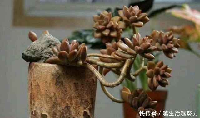 多肉水桩又被称之为白菜桩,3种补救方法,可使其再度变美!