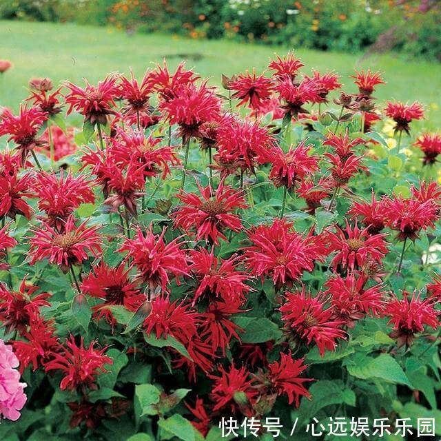 花卉|适合新手种在院子的3种花草,香飘满园满屋香,每天睡眠都好
