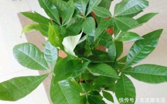 养发财树,做好几个养护要点,不烂根、不黄叶,长势旺盛!