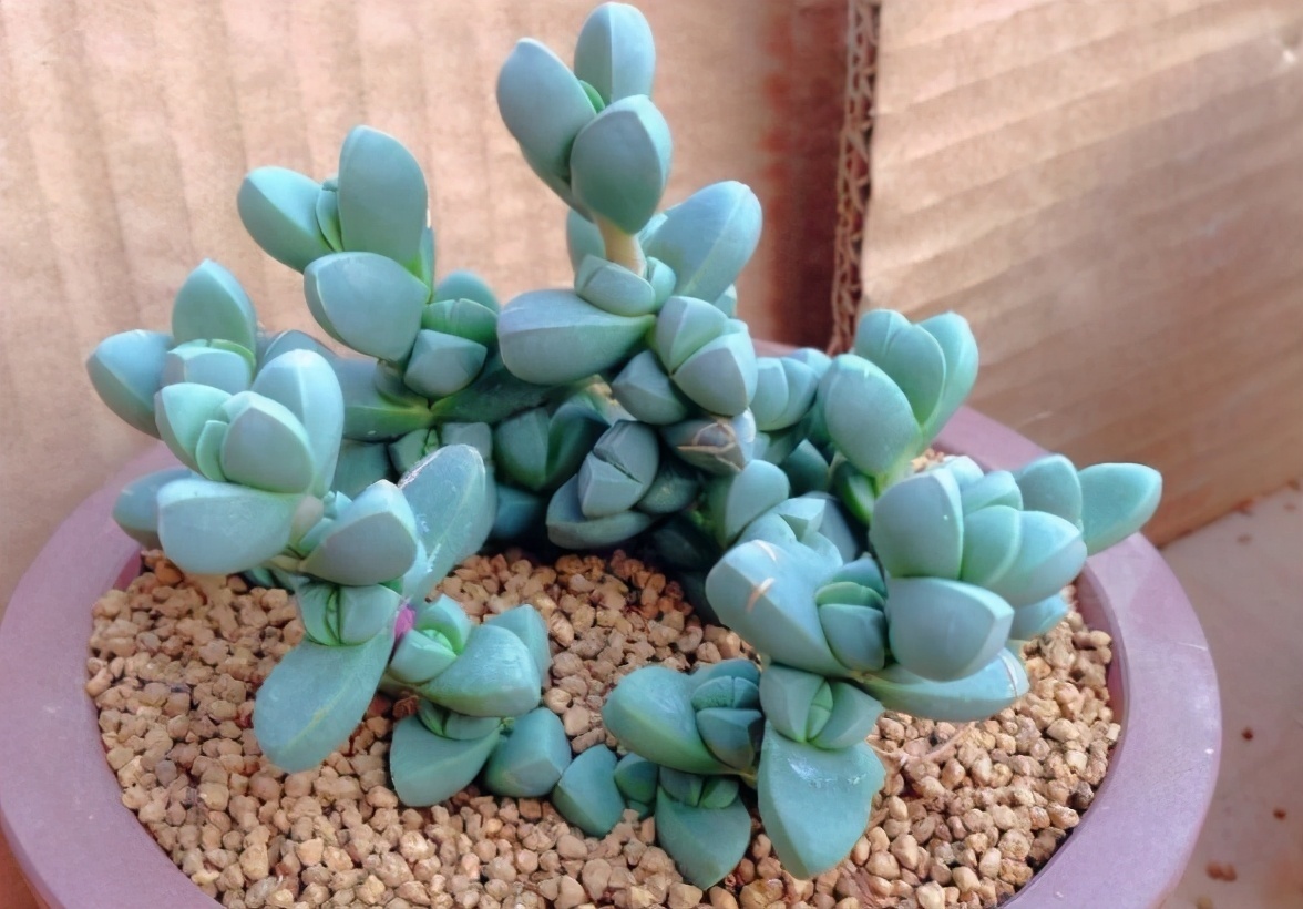 都喜欢叶插多肉，但是碰到6种，劝你别费工夫，因为成活率太低