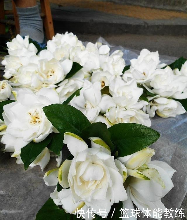 硫酸亚|栀子花盆里放点它,7天猛窜白根,叶片绿得发黑,开出层叠花朵!