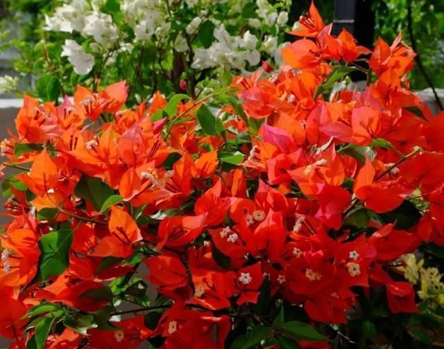 不服|网购的三角梅发新叶子了该怎么处理处理不当掉叶死苗不服盆