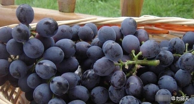 苹果|女性在怀孕之后,有3种水果常吃能促进宝宝智力发育,还不担心长