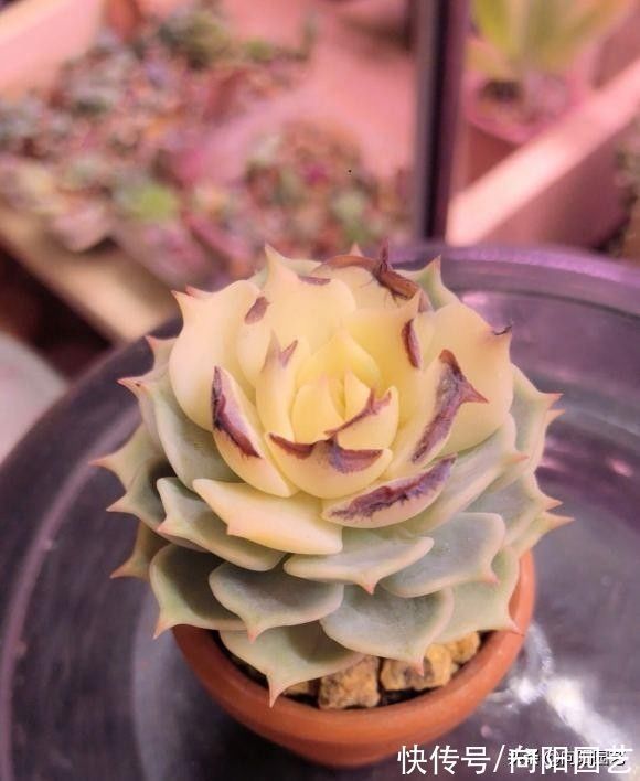 变异|3类多肉不要买,锦化,缀化,药锦,看起漂亮,死亡率很高