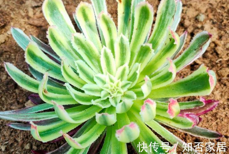 多肉法师舍不得买老桩？秋天入手小的也行，拿回家这样种很快服盆