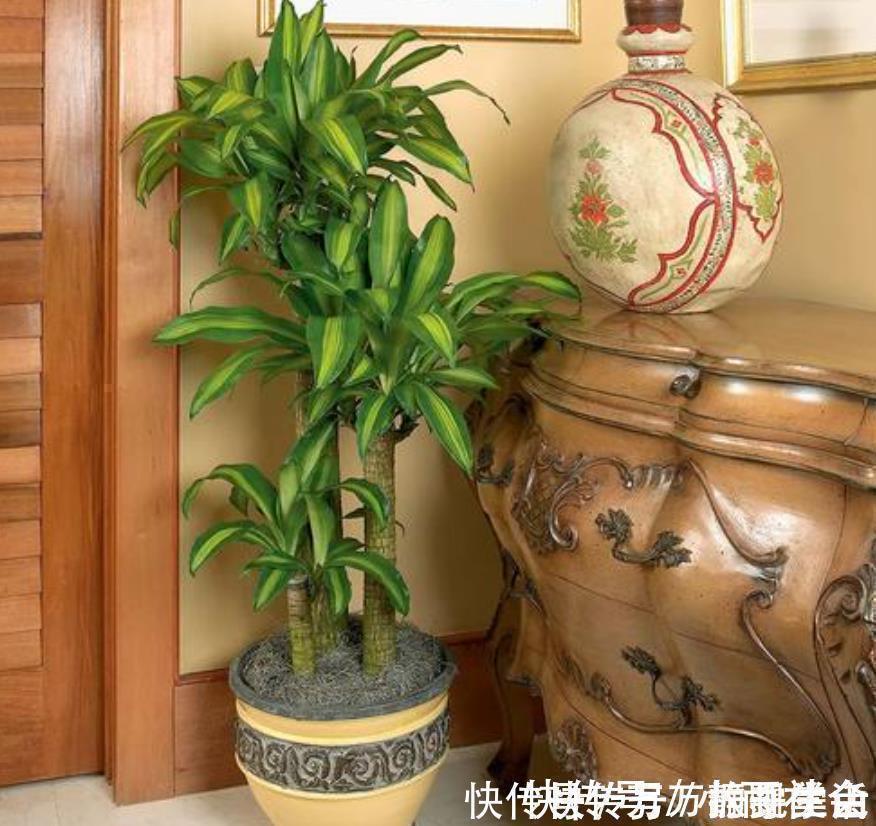 盆栽花都怕“碱性”，养花学会2个技巧，土壤呈酸性，叶绿开花多