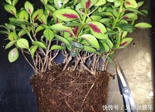 金鱼吊兰|金鱼吊兰怎样扦插教你4种扦插方法,2周就能生根,一盆变10盆