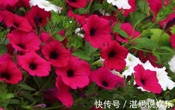 甲醛|居家就养此款花卉，净化空气就靠它，吸甲醛、除异味，杀细菌！