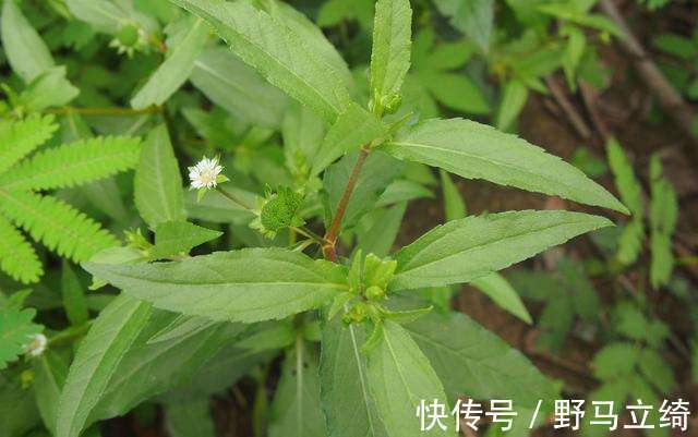 白头发|在农村的一种植物,是一种天然的染发剂,健康没害处