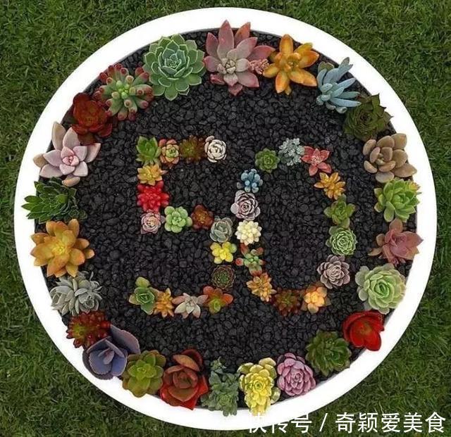 拼盘|多肉拼盘玩一次就上瘾,这些创意拼法,你一定喜欢