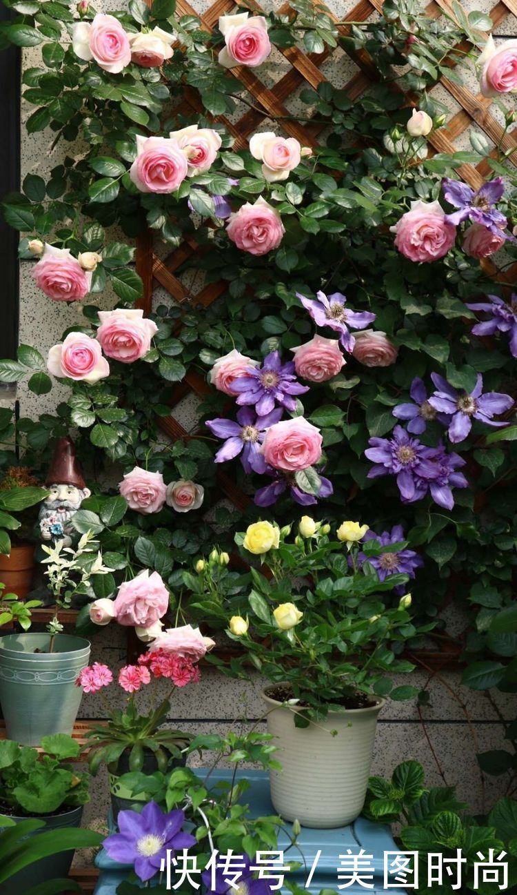 洋房|为了可以养花,我建了座小洋房,终于可以打造梦寐以求的花园了