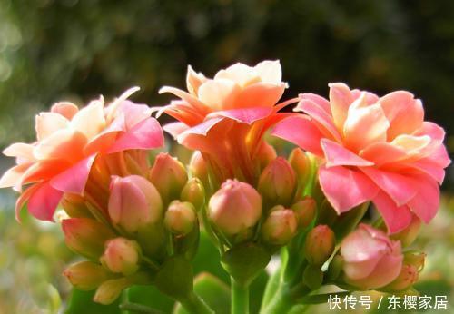 长寿花夏天有什么忌讳这3点不能做,秋天早开花、花量多