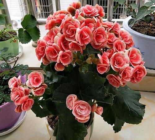  盆栽|到了冬季就盆栽这7样花卉，耐寒能力强，开花美丽又喜庆