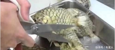 不动|一女子淘宝买了一些鱼,却杀不动它,网友情绪失控