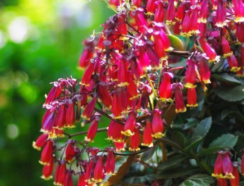 长寿|喜欢菊花,不如养盆宫灯长寿,花朵柔美高雅,一次开爆