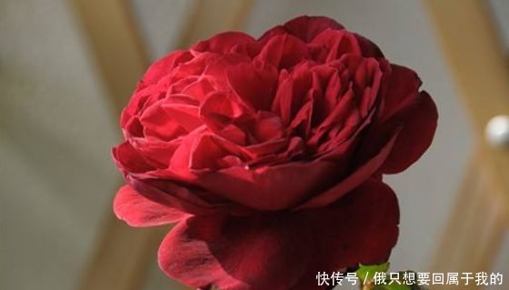 新手养花,不如养盆花中精品“国度的天使”,滚滚欲动,奇香四溢