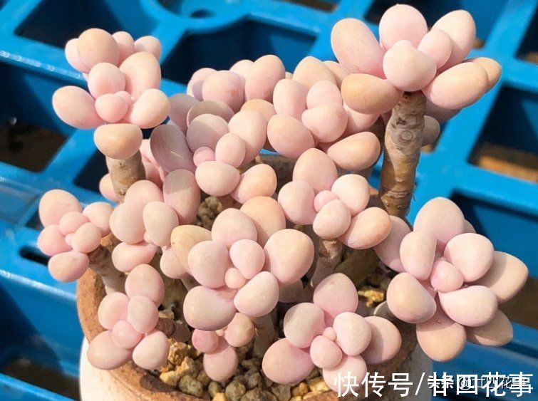 黛比|七款适合女生的多肉植物，便宜皮实好养护，易出状态颜值高