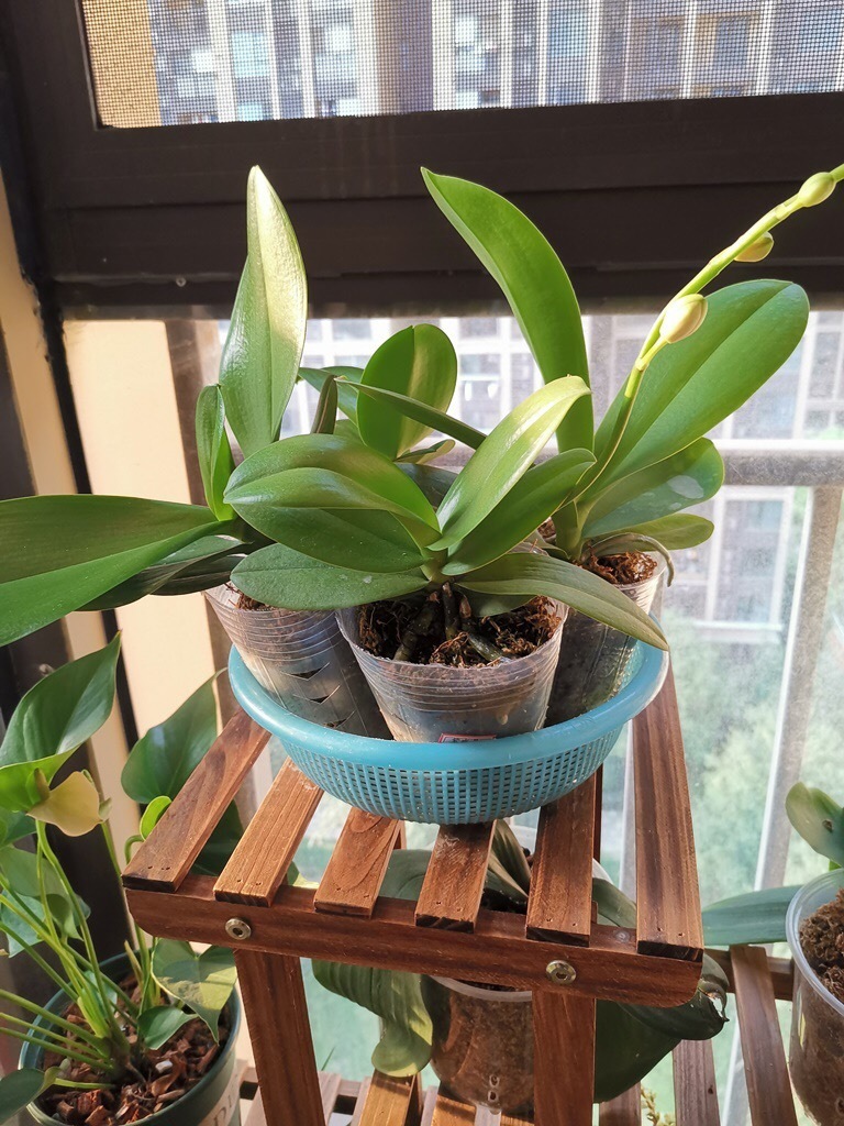 月季|你扔掉的月季、蝴蝶兰,被我捡回来,养了1个月,嗖嗖冒“花芽”