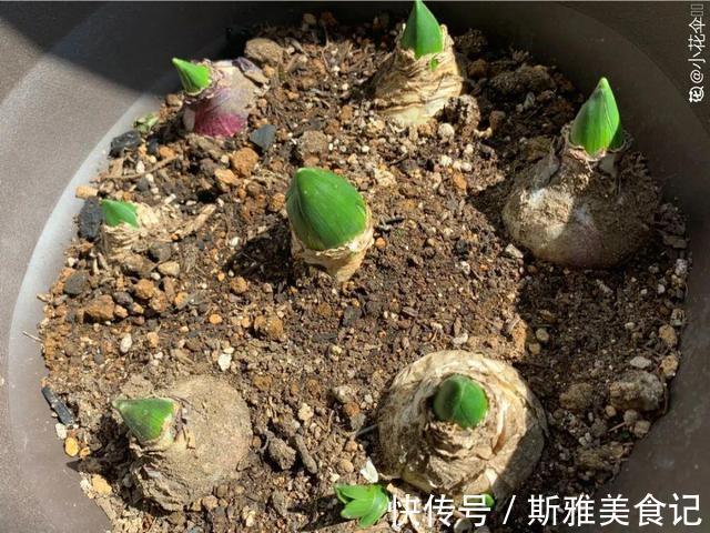 种花|9种花,天热会“假死”,千万别丢了,秋天就苏醒