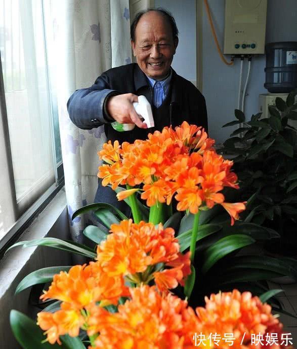 君子兰最爱的“大补肥”,半月用一次,叶子油绿花还旺,轻松爆盆