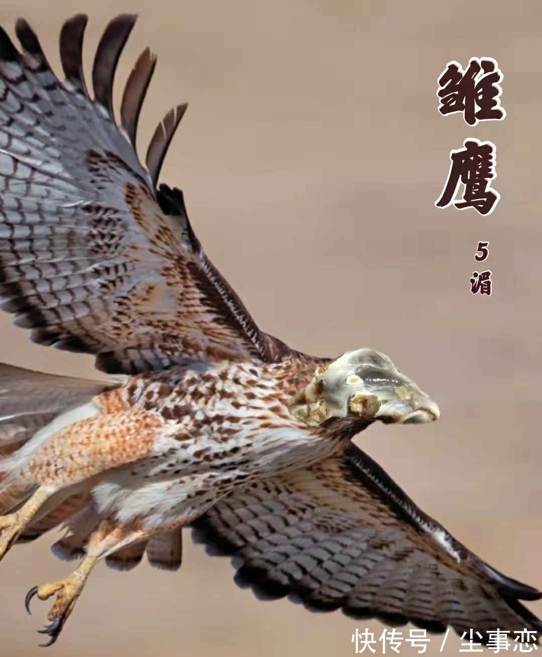 狐狸石$这个女石友可以靠颜值,却偏要玩石头,就连收藏的狐狸石也很妩媚