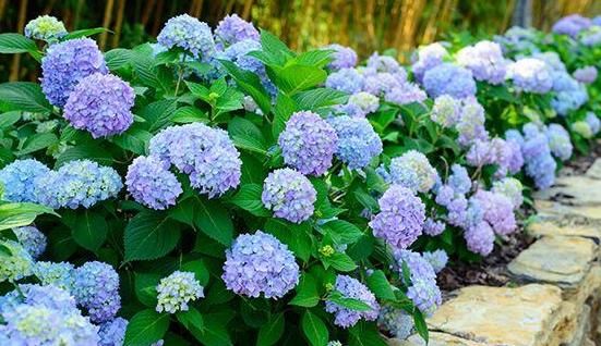 春天养殖绣球花，这么照顾小苗，开花劲头比老苗大