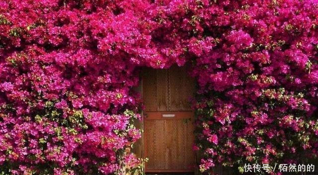 5种强悍花，个个晒不死，不晒就蔫巴，见光开大花，一开300天！