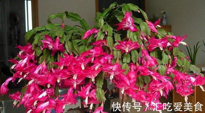 冬季怎样管理蟹爪兰,以便不会落蕾,又开出美丽的鲜花