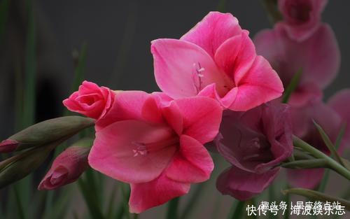 生肖|情商出众,长得也很漂亮,一生好命还备受宠爱的四大生肖女