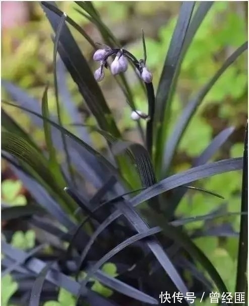 盘点:20种世界上最黑的花,黑的美,黑的妙,黑的呱呱叫