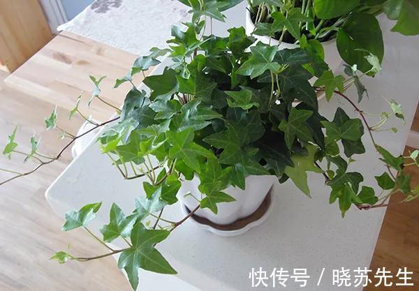 她家的新房成了网红地，不是装修多高档，而是室内盆栽太漂亮