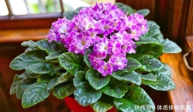 花卉|养花“嫌”住房没阳光,这4种花卉,适合阴凉处养护,同样能开花!