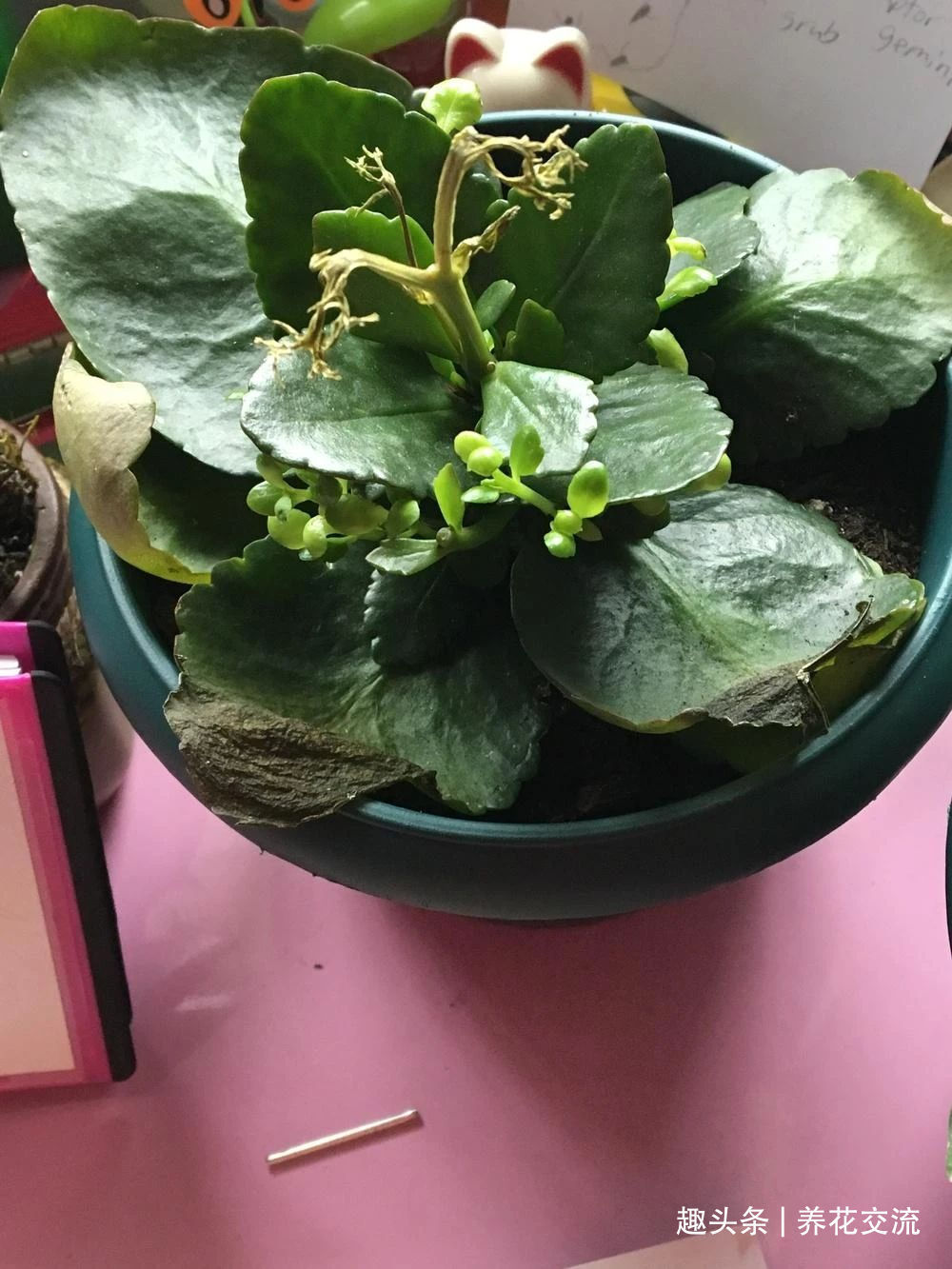 缓释肥|室内盆栽长寿花开花指南,光照比肥料还重要,想要复花要学会修剪