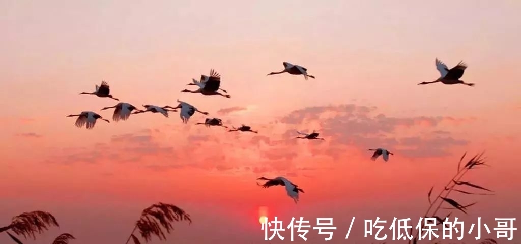 大雁&五言绝句◆云边雁字长