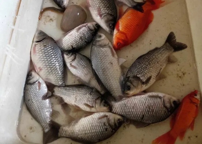 冬钓大板鲫关键在找鱼,这5个地方“藏鱼”多,找到拿黄金都不换