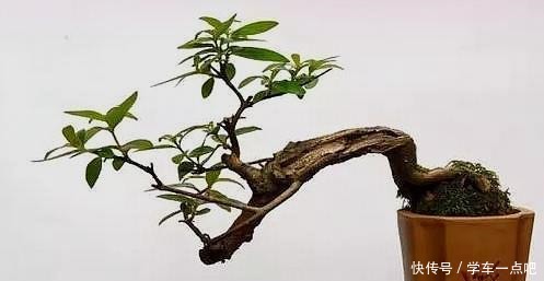 新手玩盆景到底该如何开始终于知道开头了,咋想都错,要这样做!