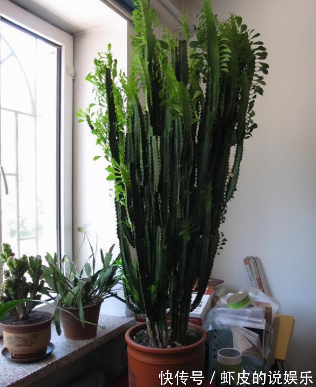 寿命长的“3种花”，最喜欢用小盆栽种，盆越“小”长得越好