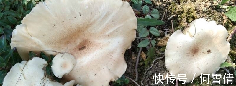 新手养花,不如养观赏精品:世界上最大的蘑菇有多大?