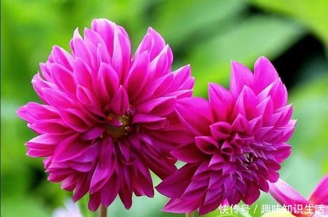 养菊花不如养此花,花开三季,秋后翻出一堆小地瓜!