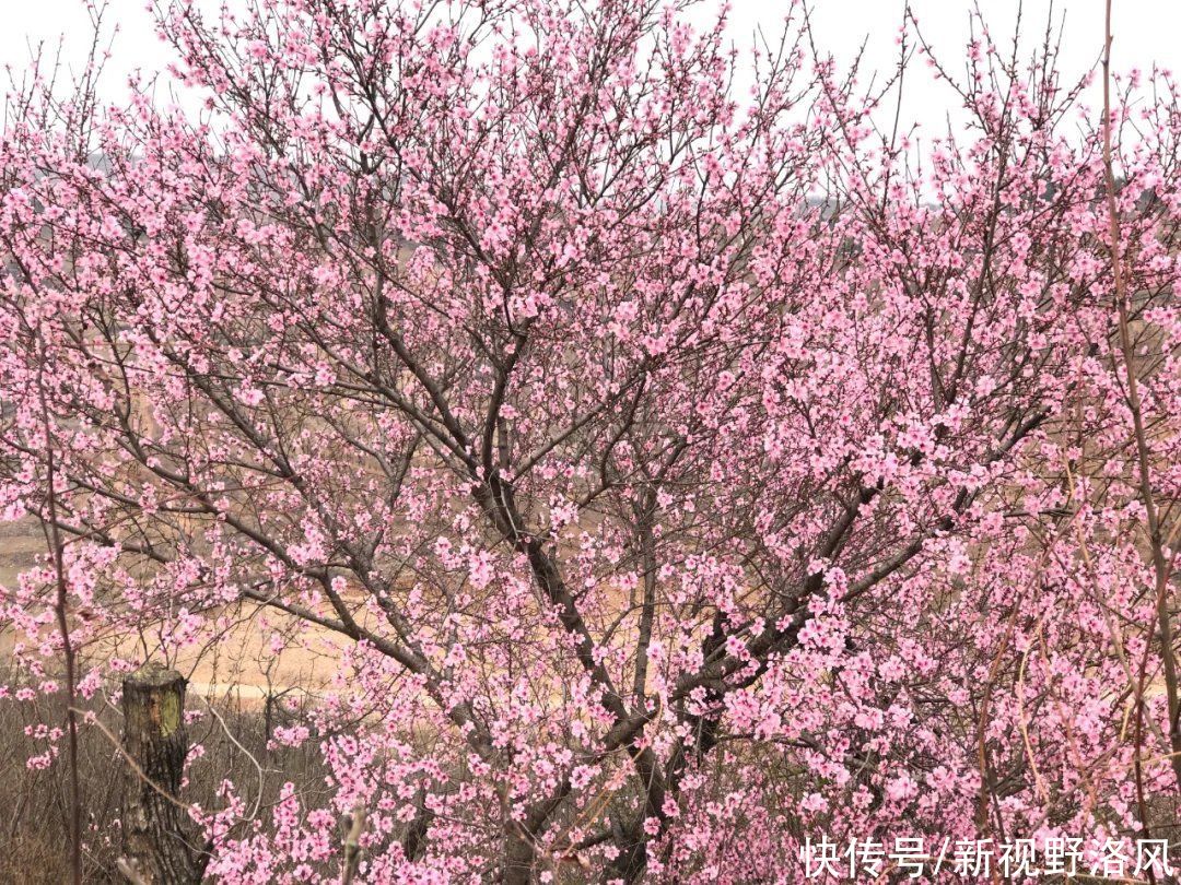 黄河神仙湾邀您全家周末一起来踏春观海