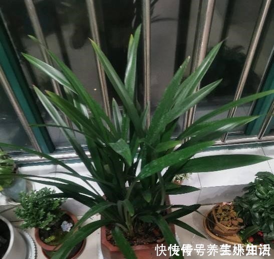 盆栽|养花忌讳“3件事”,做错一个也不行,怪不得老是养死花!