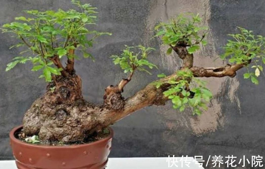 树桩|山上遍地的黄荆,做成漂亮盆景,古朴苍劲观赏性强