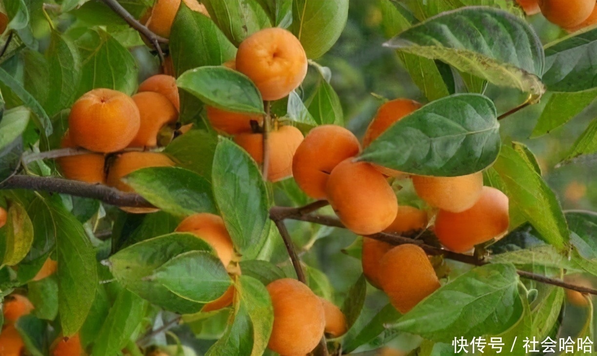 冬天来了,多吃以下食物,滋阴补肾,补血益气,预防人体骨质疏松
